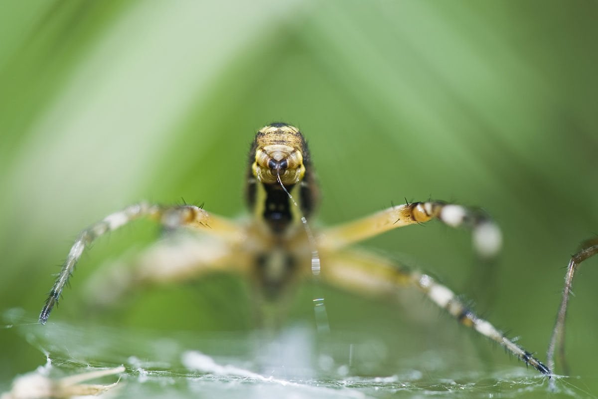 Evinizdeki Böcekleri Engellemek için Öneriler