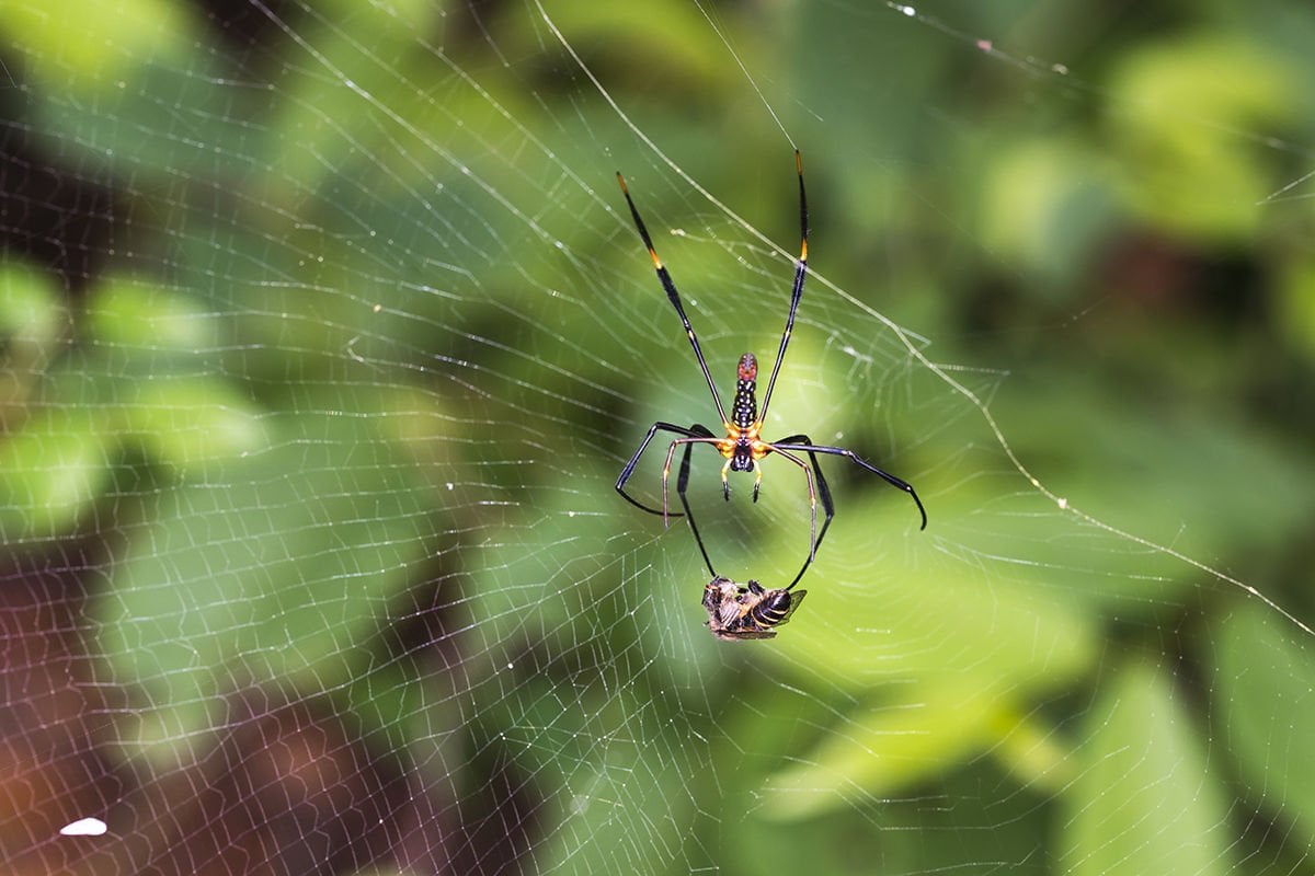 Örümcekler Dost Mu Düşman Mı ?