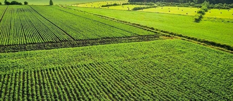 Patates Tarlalarında En İyi Sulama