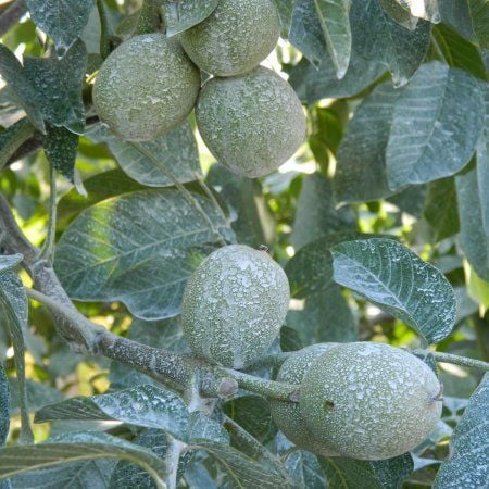 Kaolin Kili Bitkiler de Kullanımı