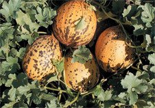 Kırkağaç Kavun Sürmeli 1000 Çekirdek