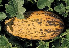 Kırkağaç Kavun Sinem 1000 Çekirdek