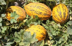 Kırkağaç Kavun Tanem 1000 Çekirdek