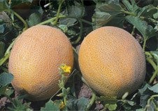 Galia Kavun Balhan 1000 Çekirdek