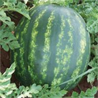 Karpuz Tohumu Destan F1 1000 Çekirdek