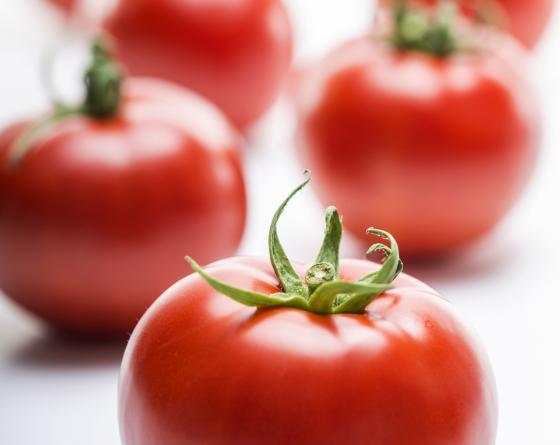 Domates Tohumu Oturak Joker F1 -1000 Çekirdek