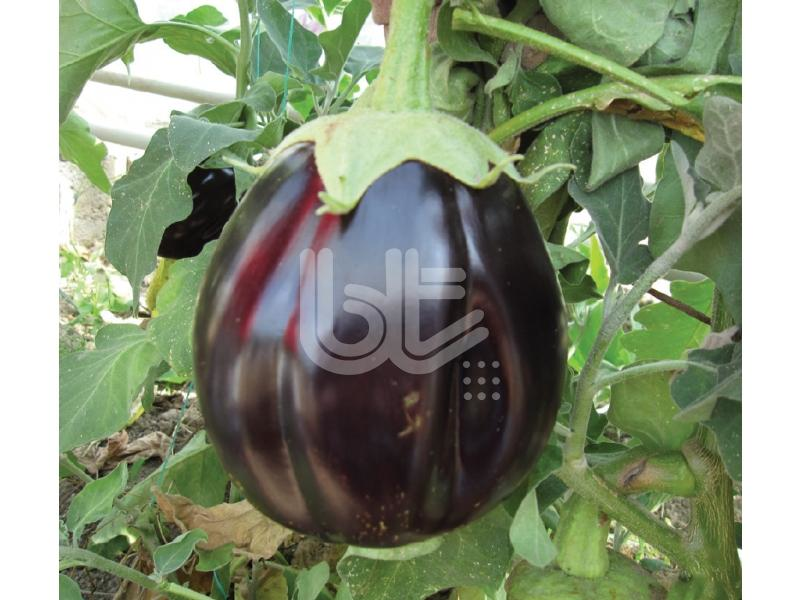 Patlıcan Tohumut Topan - 10 Gr