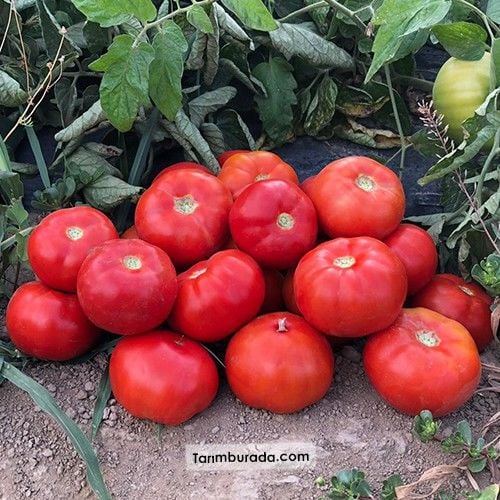 Oturak  Domates Tohumu  SVTD8012  F1 1000 Çekirdek