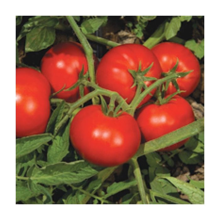 Domates Tohumu Elegro F1 1000 Çekirdek.