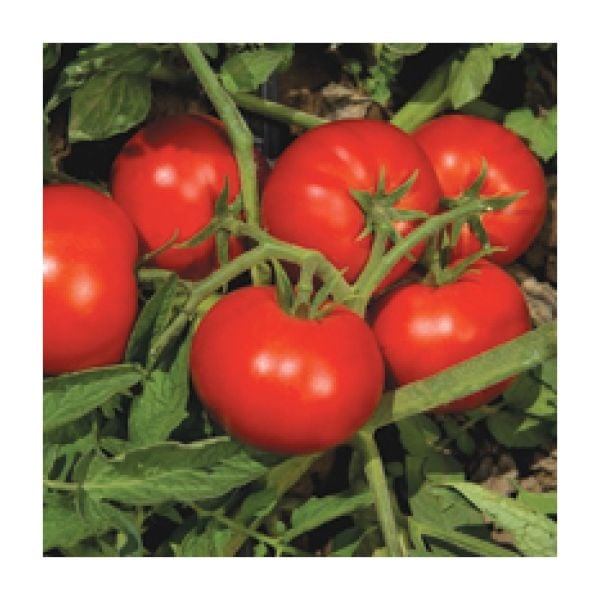 Domates Tohumu Elegro F1 1000 Çekirdek.