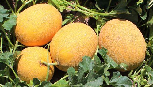 Galia Kavun Adahan 1000 Çekirdek