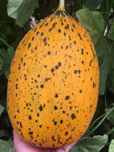 A-Z 91   Kırkağaç Kavun Tohumu F1  1000 Çekirdek