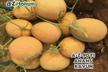 A-Z 90 Ananas Tip Kavun Tohumu F1  1000 Çekirdek