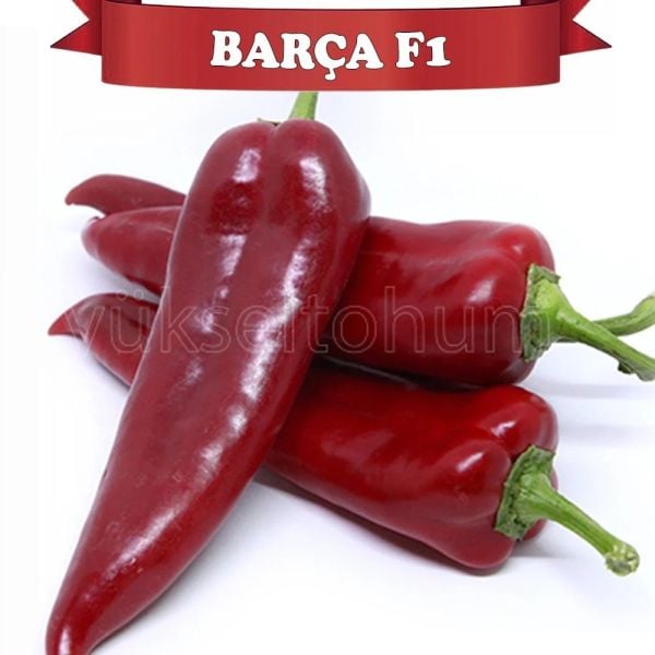Barça F1 Kapya Biber Tohumu