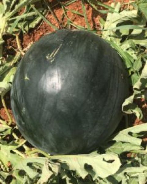 Siyah Karpuz  F1 - 96 Tohumu 1000 Çekirdek