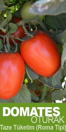 Salçalık Domates Tohumu Kamenta F1 5,000 Çekirdek