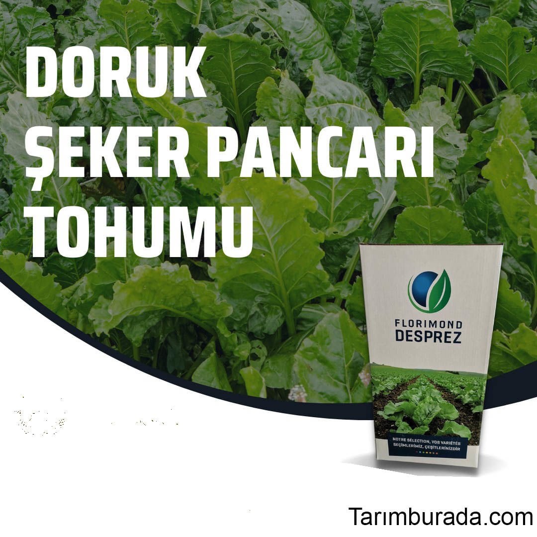 Doruk Şeker Pancarı Tohumu Kaplı İlaçlı -100.000 Adet