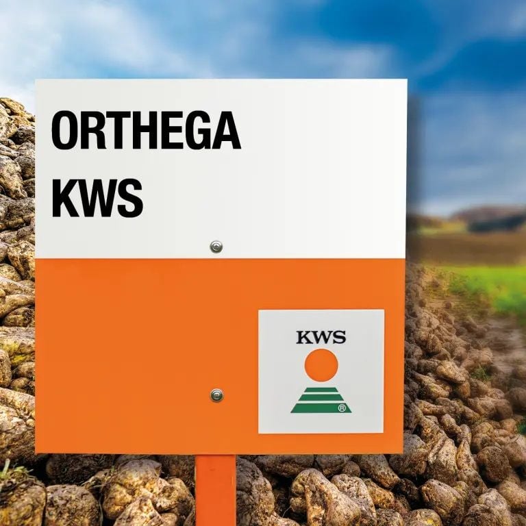 KWS Şeker Pancarı Tohumu ORTHEGA Kaplı Ilaçlı  100 bin Adet