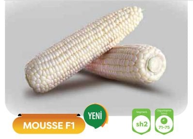 Tatlı Beyaz Mısır Tohumu Mousse F1  - 10.000 Çekirdek