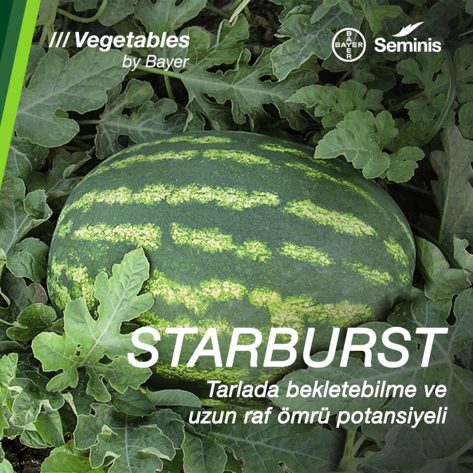 Karpuz Tohumu  Starburst F1 1000 Çekirdek