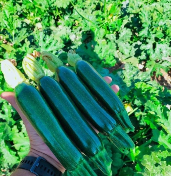 Kunuri Sİyah Kabak 500 Çekirdek