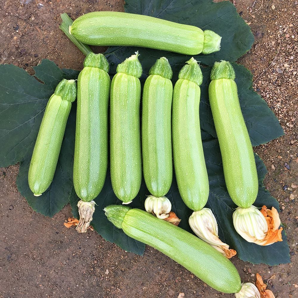 Target Kabak 500 Çekirdek