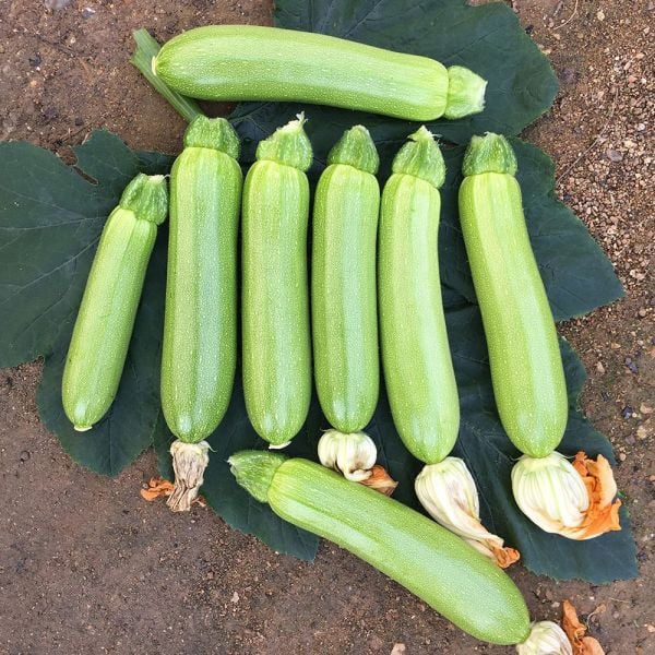 Target Kabak 500 Çekirdek