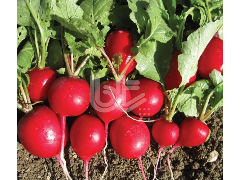 Turp Tohumu Fındık Turp - 25 Gr