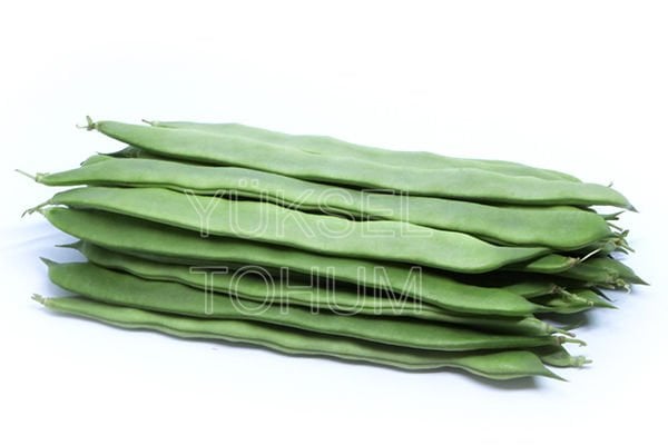 Sırık Fasulye Tohumu Ferman 1 Kg