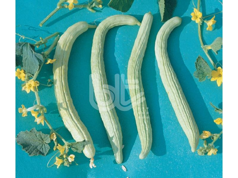 Acur Tohumu Bt Anadolu 016 - 25 Gr