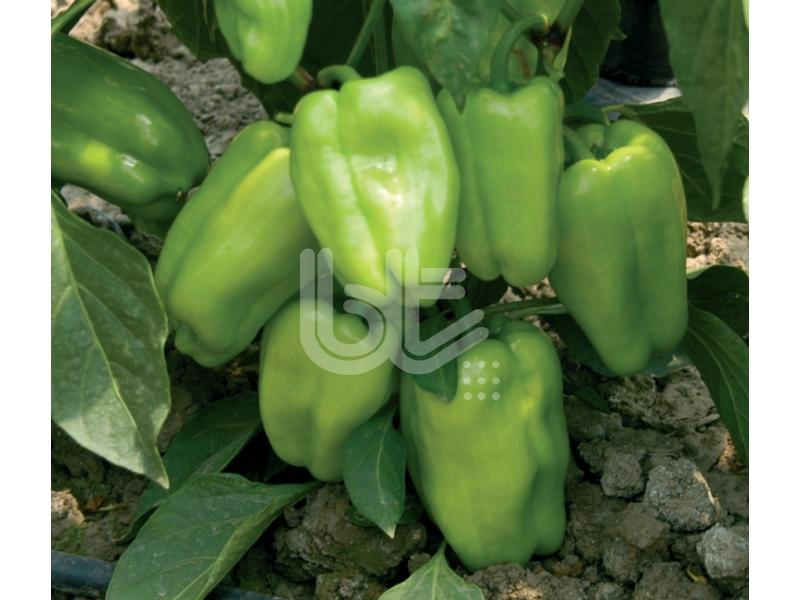 Biber Tohumu Süper Kandil Dolma 25 Gr