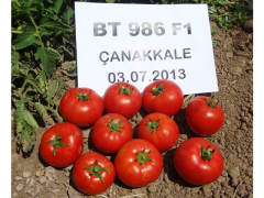 Domates Tohumu Oturak Bt 986 F1 Hibrit 1000 Adet