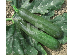 Kabak Tohumu - Zeybek F1 Hibrit 25 Gram