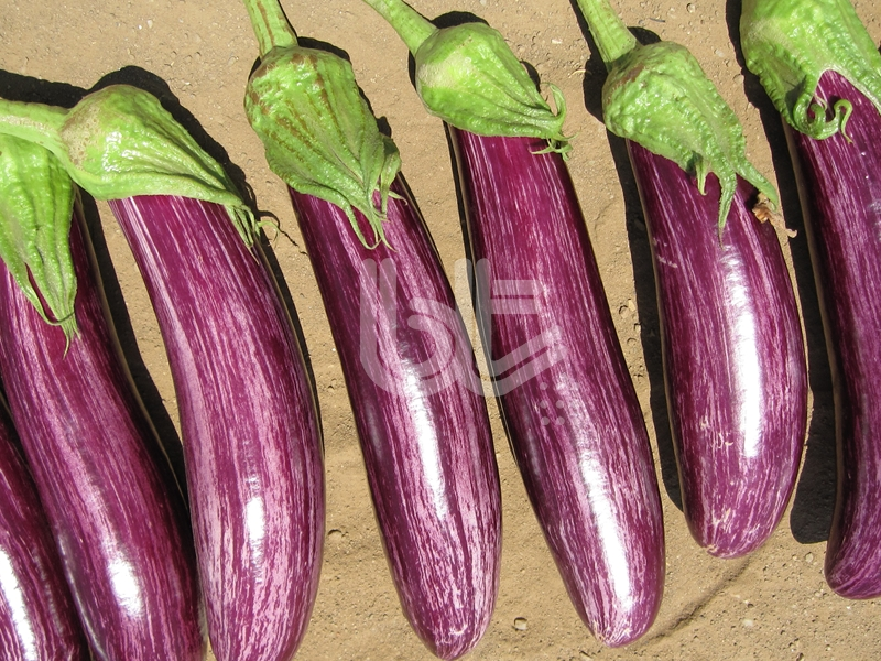 Mor Çizgili Patlıcan Tohumu  Manisa Çizgili F1 Hibrit 1000 Çekirdek