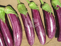 Mor Çizgili Patlıcan Tohumu  Manisa Çizgili F1 Hibrit 1000 Çekirdek