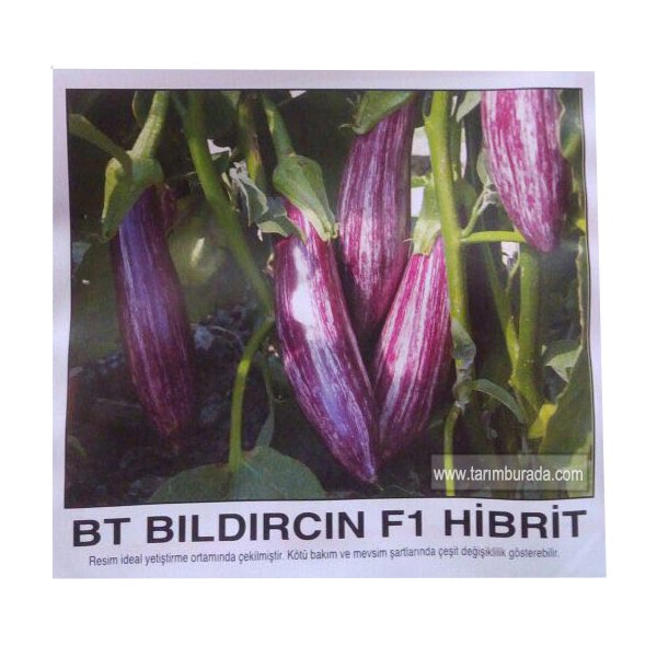 Mor Çizgili Patlıcan Tohumu  Bıldırcın F1 Hibrit 1000 Çekirdek