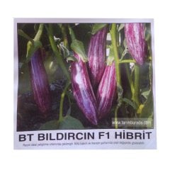 Mor Çizgili Patlıcan Tohumu  Bıldırcın F1 Hibrit 1000 Çekirdek