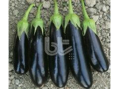 Uzun Patlıcan Tohumu  Karnaz F1 Hibrit 1000 Çekirdek