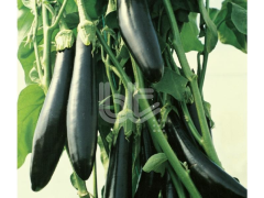 Uzun Patlıcan Tohumu  Aykara F1 Hibrit 1000 Çekirdek