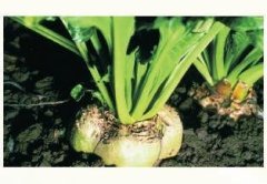 Mohican Pancar Tohumu Kaplamalı