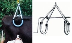 Büyukbaş İnek  Sığır Kaldırma Kaldıracı