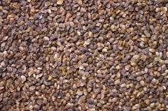 Korunga Tohumu 10 Kg