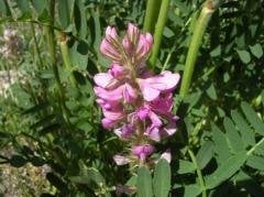 Korunga Tohumu 15 Kg