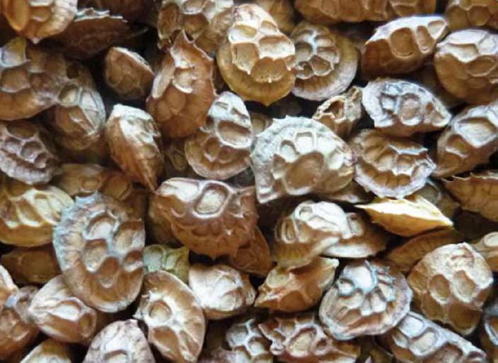 Korunga Tohumu 15 Kg