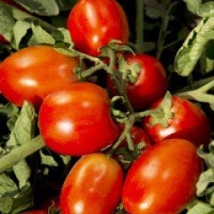EDEN F1 Hibrit Domates Tohumu - 5000 Adet