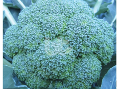 Burton F1 Brokoli Tohumu 1 Gram 300 Adet