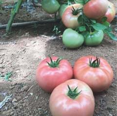 Pembe Sultan  F1 Hibrit Domates Tohumu - 30 Adet