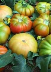 Yıldız Köy  F1 Hibrit Domates Tohumu - 30 Adet