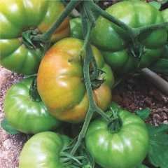 Yıldız Köy  F1 Hibrit Domates Tohumu - 30 Adet
