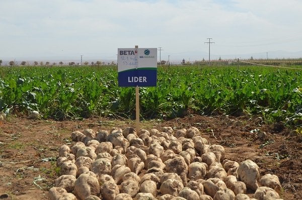 Lider  Pancar Tohumu Kaplamalı